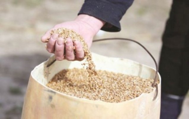 Au fost prinşi ciorditorii de grâu de la Tariverde